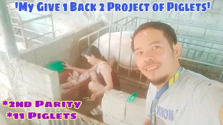 Daming nanamang Biik ni Charise sa aking 'Give 1 Back 2 Project' 11 healthy Piglets ni Kinis !