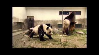 National geographic -Rare panda's life - Wildlife animal documentary[Full Documentary]