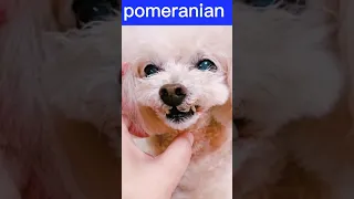 funny and cute pomeranian dogs/pomeranian puppies/pomeranian dog #pomeranian #dogs #short #280