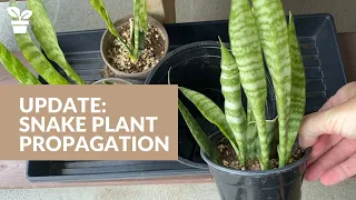 Plant Update: Snake Plant Propagation | Sansevieria Propagation