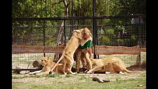 Наши видео вошедшие в ТОП !Человек РАЗГОНЯЕТ ЛЬВОВ ТАПКОМ !