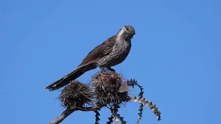 Endemic Birds of South Western Australia