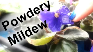 What is that white stuff on my african violets ? ...  Powdery Mildew? ...  What to do?