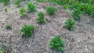 Картофель в сене и под сеном (Есть ли разница) Эксперимент