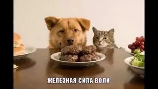 Эти забавные животные!)