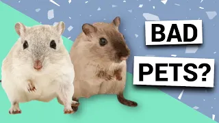 Are gerbils bad pets? | Pros & cons of owning gerbils