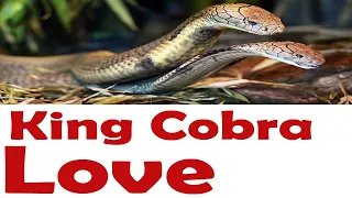 King Cobra Makes Love || King Cobra Meeting Season || King Cobra Meeting Session