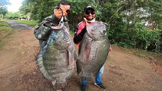 TILÁPIAS DE 7 KILOS,  Monstros selvagens atacam! Pescaria especial, as GIGANTES DO RIO!