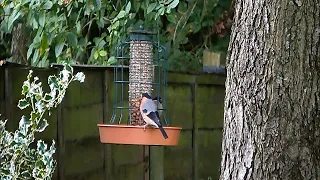 Bullfinch Pair Swinging On Feeder