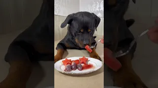 O cachorro comendo coração