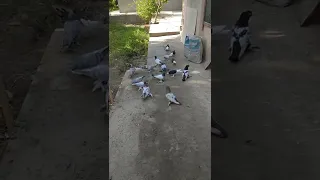 голуби Таджикистан канибадам