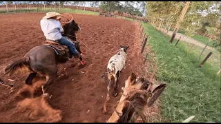 Team Roping (Go Pro heeling view)