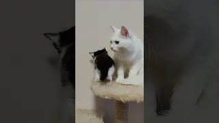 The kitten is calling its mother. Mama cat is in a hurry to help. #kitten #cat #kittens #cats #mama