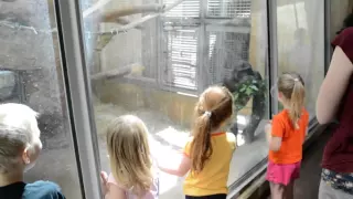 Kids At The Zoo Compilation| Funny Animal Complication