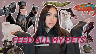 FEEDING ALL MY PETS, AGAIN!