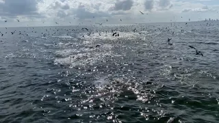 Fish Frenzy  Jacks, Mackerel, Bluefish, Lady fish and Pompano