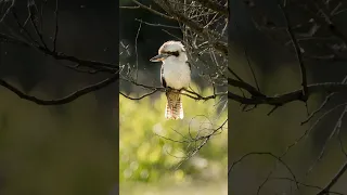 The Kookaburra a.k.a. The laughing Bird. Who else loves them? #australianbirds #kookaburra