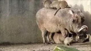 Warthog and banded Mongoose at Chester zoo