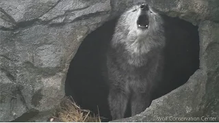 Black Wolf Howls to the Thunder