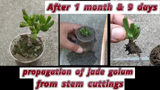 how to grow jade golum from stem cuttings | propagation of crassula ovata golum from stem cuttings