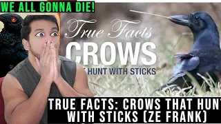 True Facts: Crows That Hunt With Sticks (zefrank) CG Reaction