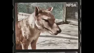 последний сумчатый волк (тасманийский тигр)