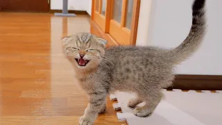 This cute kitten meows when it's time for its owner to come home