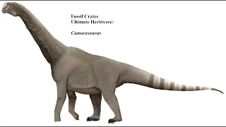 Camarasaurus, goofy grinned giant sauropod!