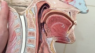 Anatomy of the Oral Cavity