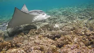 The Three Corners Equinox Beach Resort Housereef. Snorkeling and freediving.