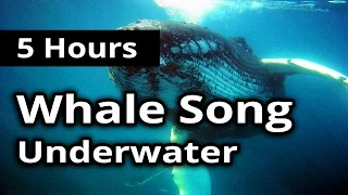 SOUNDS of WHALE SONG for 5 Hours - For Meditation, Concentration, Relaxation and Sleep.