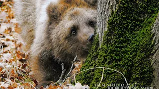 Медведь кавказский - Алтыагаджский национальный парк | Film Studio Aves