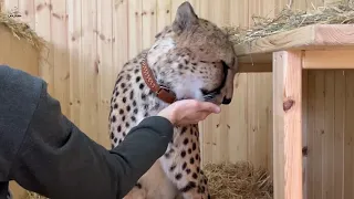 Cheetah ichel thanks its owner for help