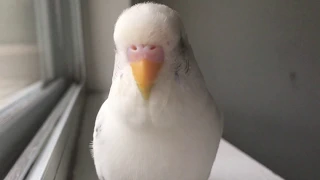 Cutest budgie singing and talking!!