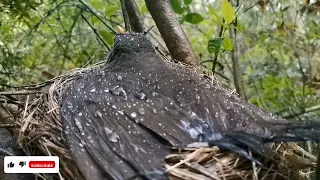 The Common Black Bird Feeding their chicks🌧️⛈️ and protects them from the rain