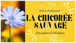 LA CHICOREE SAUVAGE EN PHYTOTHERAPIE - TOUT SAVOIR EN 3 MINUTES 🌿