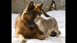 😺 Maybe this is love? 🐕 Funny video with dogs, cats! 😸