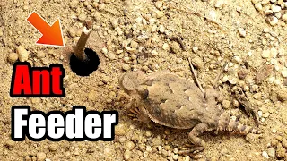 How i recreate Anthills for Horned Lizards | Wild Replication