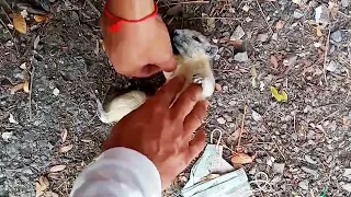 Injured Squirrel Revived With CPR After Suffering Electric Shock