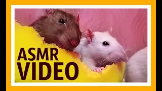 Asmr видео Animal asmr eating Звук крысы Видео для кошек Видео для котов Домашние декоративные крысы