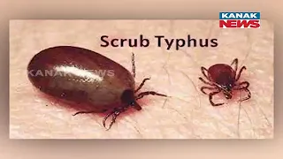 Scrub Typhus Outbreak Causes Concern & Fear In Bargarh | Farmers Worried About Entering Fields