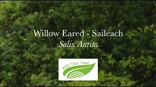 Willow - Saileach (Salix spp.)