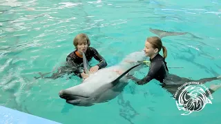 В Анапу перевезут дельфинов из дельфинария Санкт-Петербурга