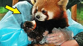 Парень украл из зоопарка панду для своей девушки, но совсем скоро они оба пожалели об этом…