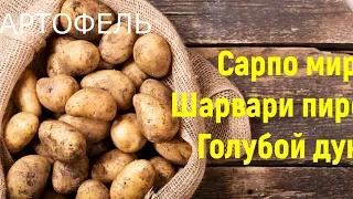 Сорта картофеля: 🥔🥔🥔"Сарпо мира", "Шарвари пирошка", "Голубой дунай".