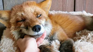 The Story of How a Fox Came into My Life