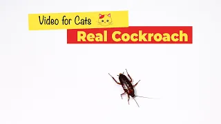 CAT GAMES - Cockroach Game for Cats (1 HOUR)🐈