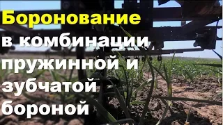 Боронование чеснока однозубки Любаша с добавлением зубчатой бороны для рыхления.