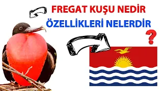 Fregat Kuşu Nedir ve Özellikleri Nelerdir?