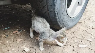 Crushing Crunchy & Soft Things by Car! EXPERIMENT: Car vs Cat